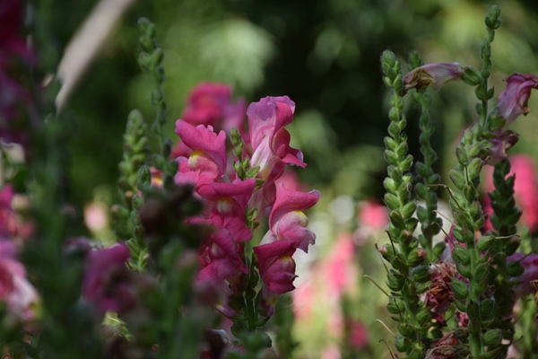土耳其对聚酯短纤维作出反倾销日落复审终裁