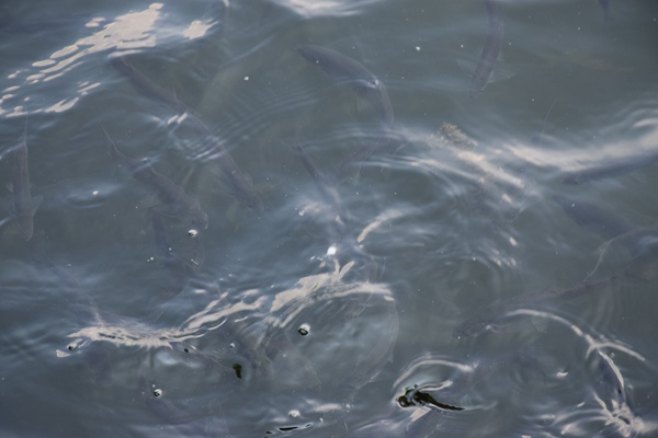 关于征集中纺机团体标准《梳棉机棉结检测器》、 《棉纺设备协同管控平台通用要求》及 《光电式纤维落杂检测器》起草单位的通知